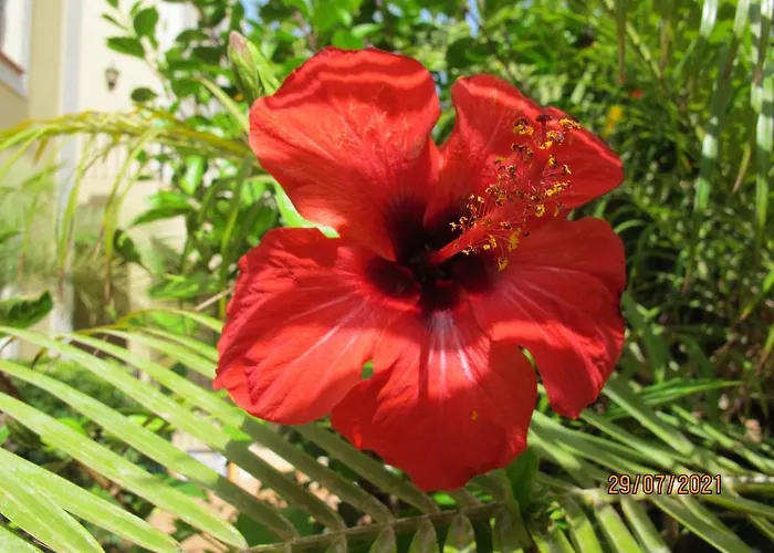 Confortable Paraiso Del Mar * Palm-mar